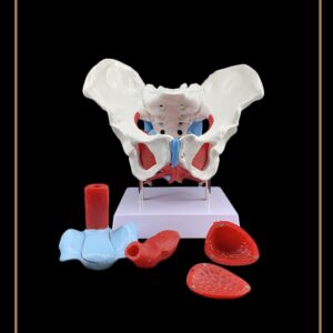 Los Angeles Female Pelvic Floor Rehabilitation Training Course (Copy)